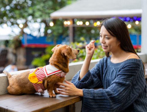 Review Cafe Pet-Friendly di BSD: Tempat Nongkrong Seru